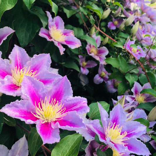 Clematis 'Piilu' 60cm - plants - express.com