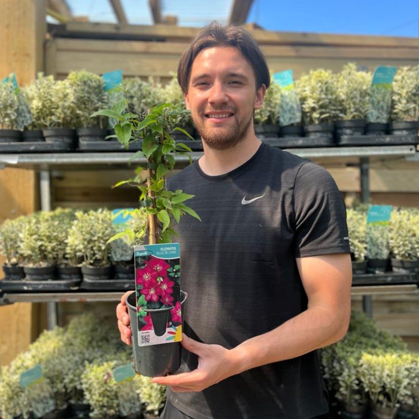 Clematis 'Ville de Lyon' 50cm - plants - express.com