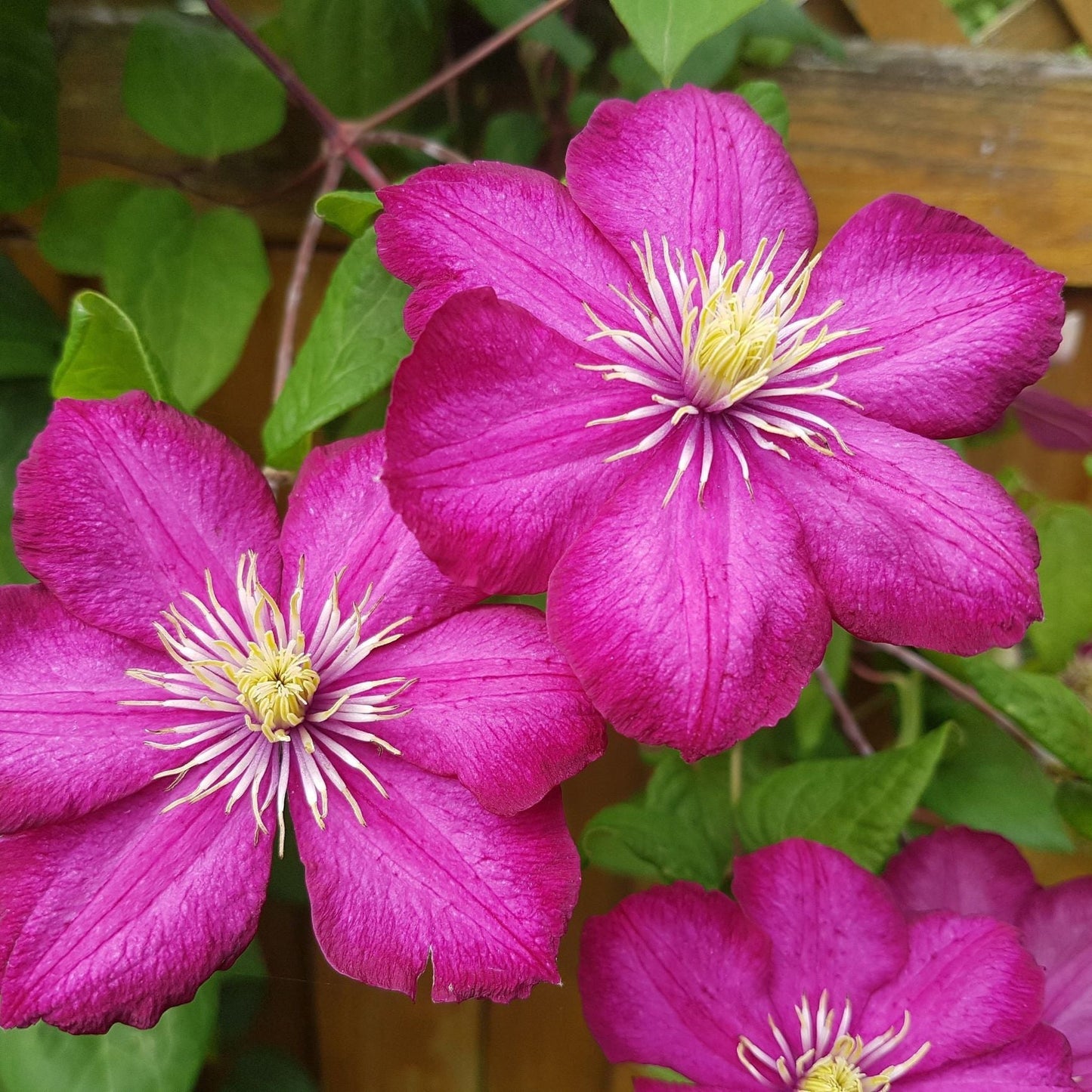 Clematis 'Ville de Lyon' 50cm - plants - express.com