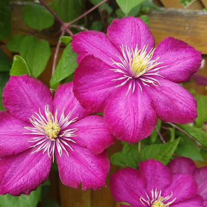 Clematis 'Ville de Lyon' 50cm - plants - express.com