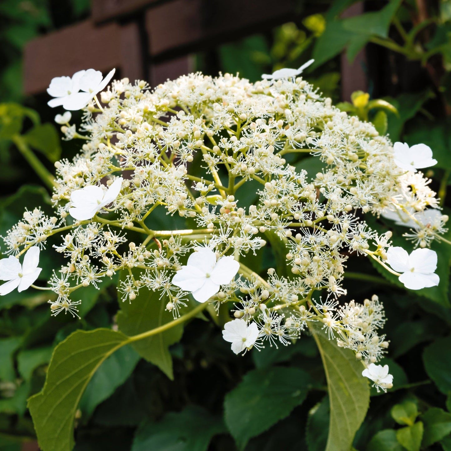 Climbing Hydrangea - Hydrangea petiolaris - plants - express.com