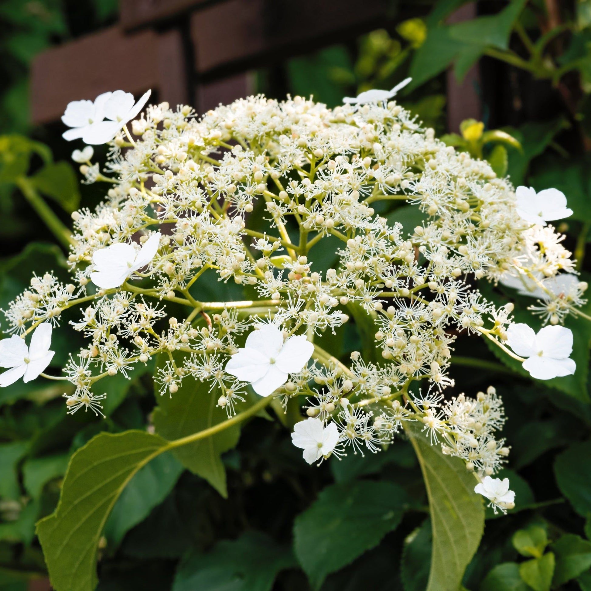 Climbing Hydrangea - Hydrangea petiolaris - plants - express.com