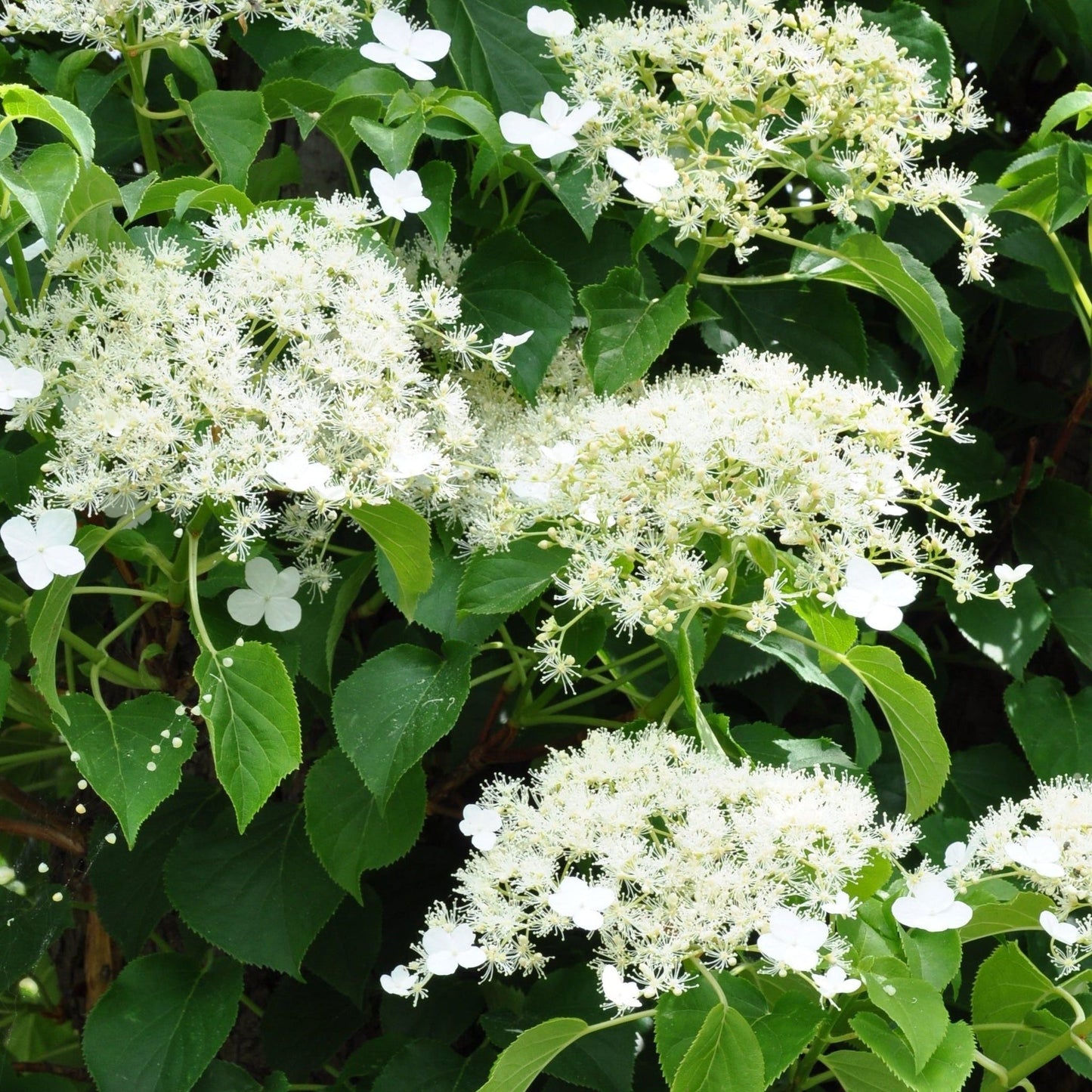 Climbing Hydrangea - Hydrangea petiolaris - plants - express.com