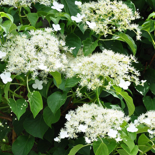 Climbing Hydrangea - Hydrangea petiolaris - plants - express.com