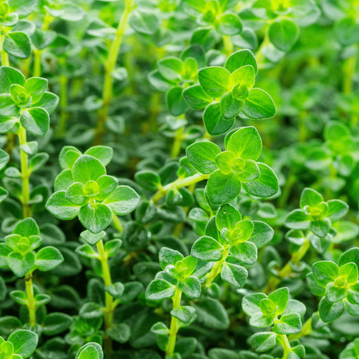 Common Thyme (Thymus vulgaris) 9cm Pot - Fragrant, Compact Herb - plants - express.com
