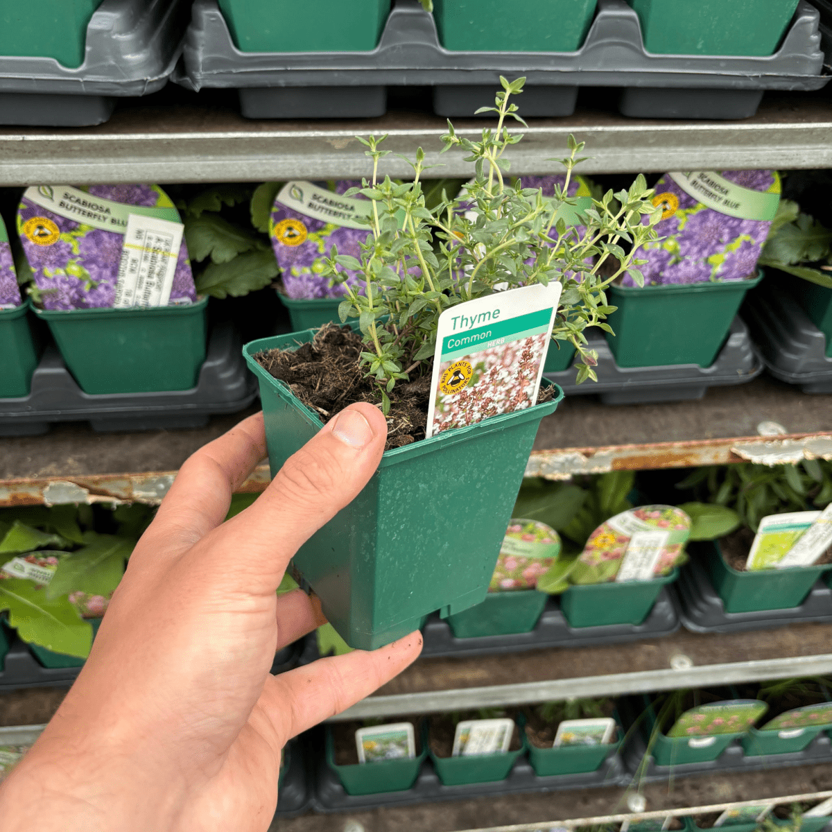 Common Thyme (Thymus vulgaris) 9cm Pot - Fragrant, Compact Herb - plants - express.com