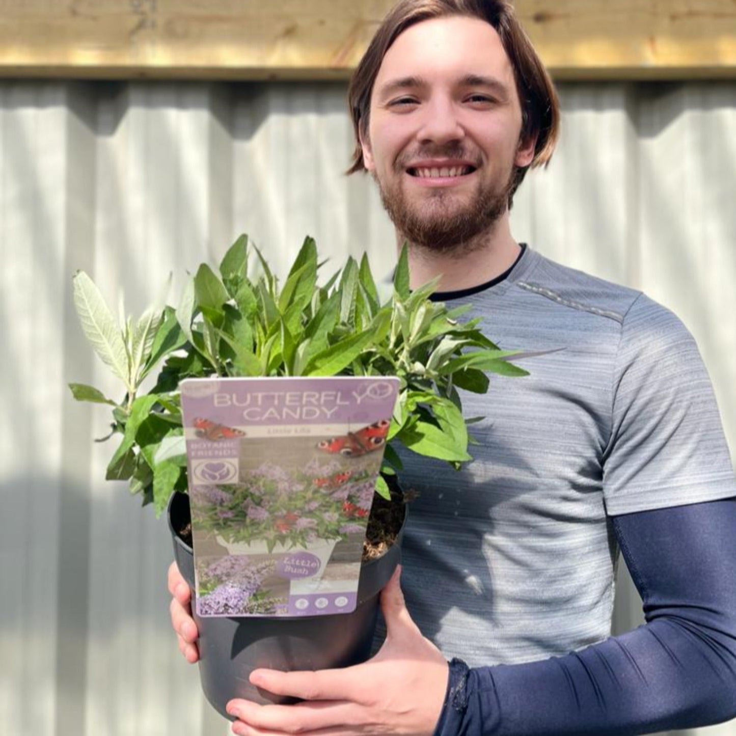 Compact Buddleja Butterfly Candy Little Lila 1/3L - Sun - Loving - plants - express.com