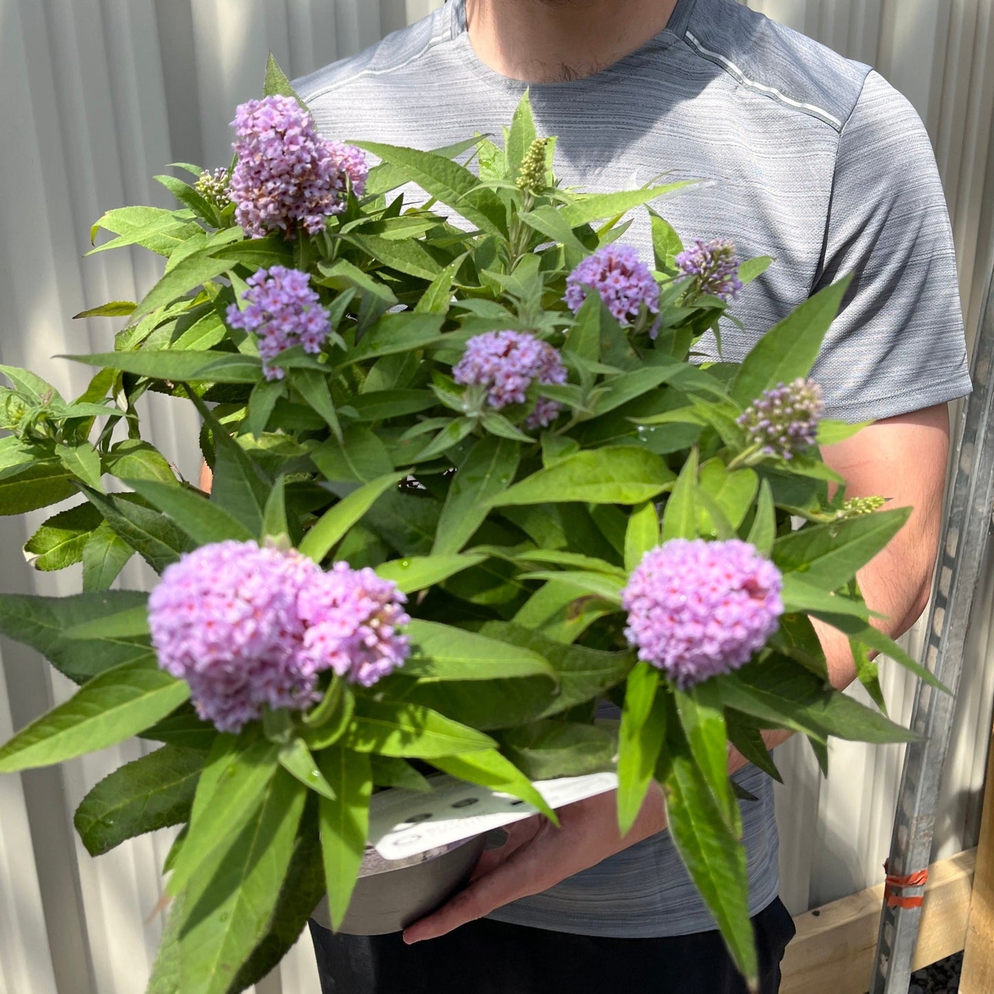 Compact Buddleja Butterfly Candy Little Lila 1/3L - Sun - Loving - plants - express.com