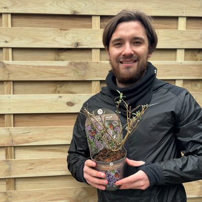 Compact Buddleja Butterfly Candy Little Lila 1/3L - Sun - Loving - plants - express.com