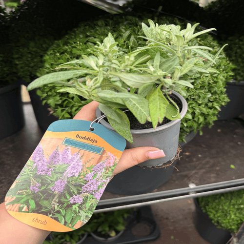 Compact Buddleja Butterfly Candy Little Lila 1/3L - Sun - Loving - plants - express.com