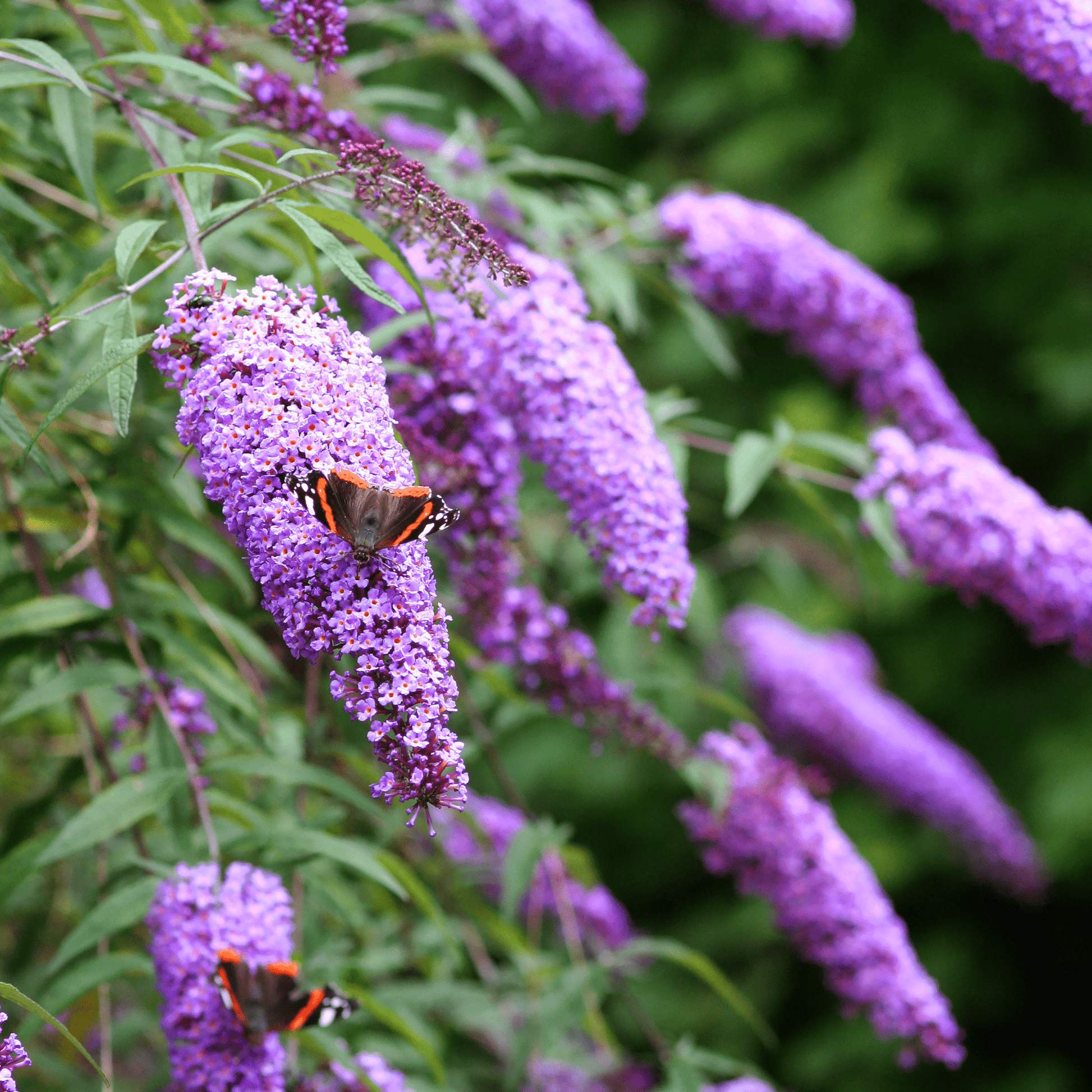 Compact Buddleja Butterfly Candy Little Lila 1/3L - Sun - Loving - plants - express.com