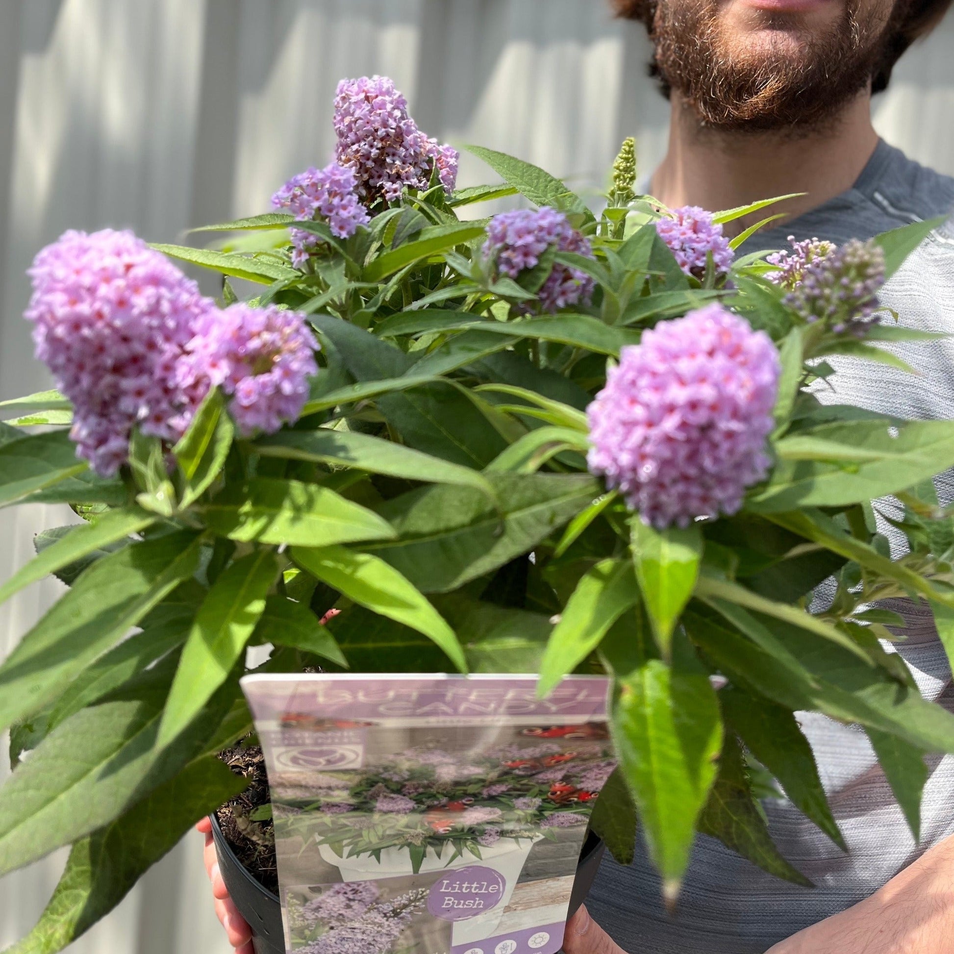 Compact Buddleja Butterfly Candy Little Lila 1/3L - Sun - Loving - plants - express.com