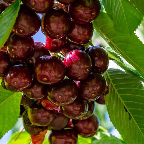 Compact Dwarf Cherry Tree 'Kordia' - Sweet, Glossy Fruits for Small Spaces - plants - express.com