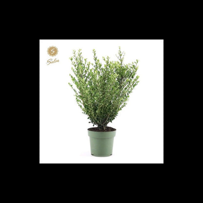 Compact Ilex crenata 'Jenny' Evergreen Shrub - Perfect for Hedges & Edging! - plants - express.com