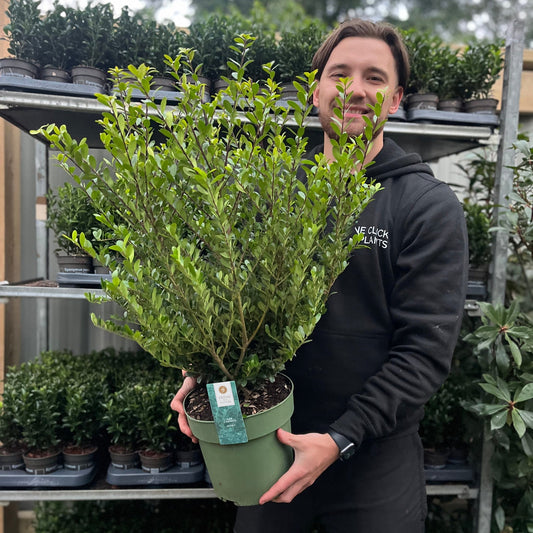 Compact Ilex crenata 'Jenny' Evergreen Shrub - Perfect for Hedges & Edging! - plants - express.com