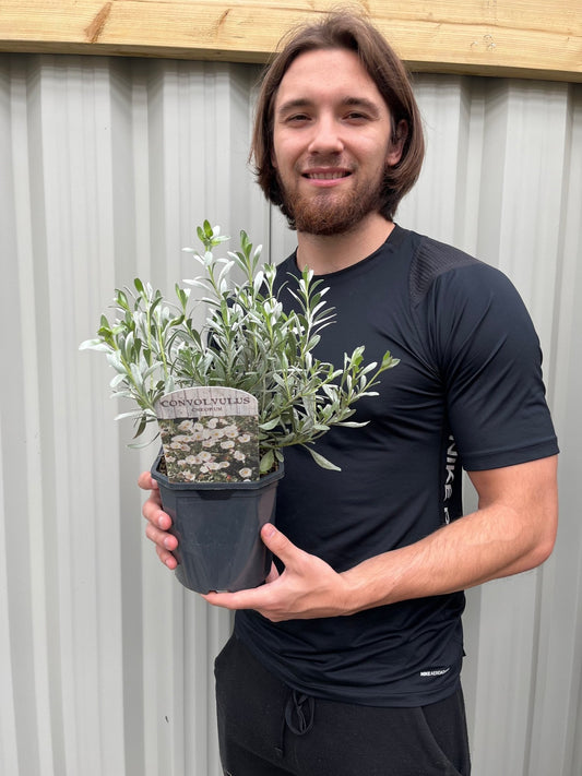 Convolvus cneorum (Silverbush) 9cm/2L/3L - plants - express.com