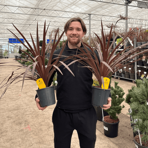 Cordyline australis 'Red Star' (3 sizes available) - plants - express.com