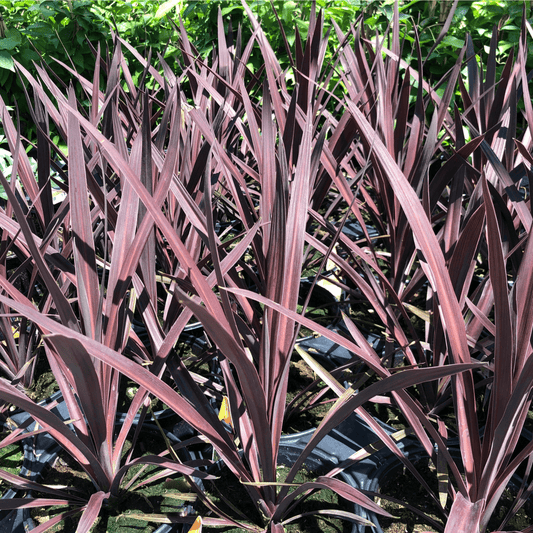 Cordyline australis 'Red Star' - Compact, Bronze - Red Foliage, 3 Sizes - plants - express.com