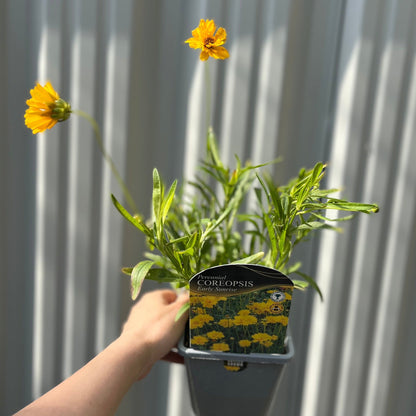 Coreopsis grandiflora 'Early Sunrise' - plants - express.com