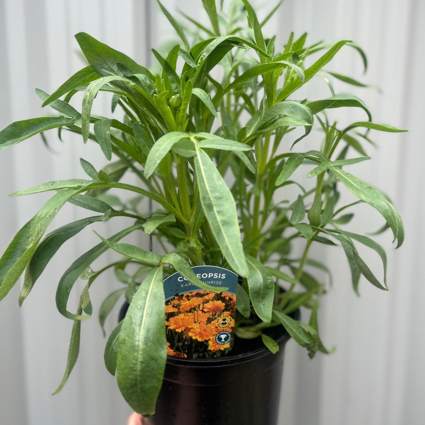 Coreopsis grandiflora 'Early Sunrise' - plants - express.com