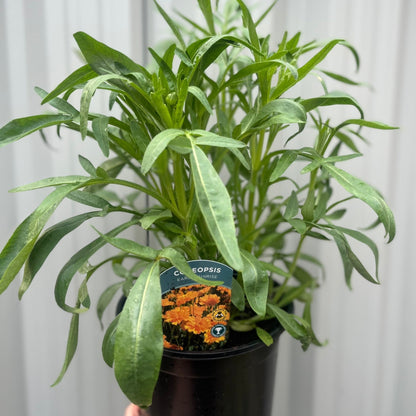 Coreopsis grandiflora 'Early Sunrise' - plants - express.com