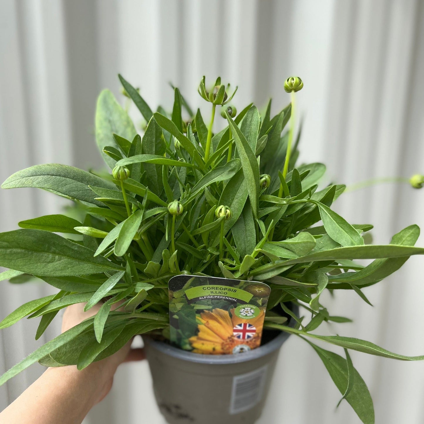 Coreopsis grandiflora 'Illico' 9cm/1.5L - plants - express.com