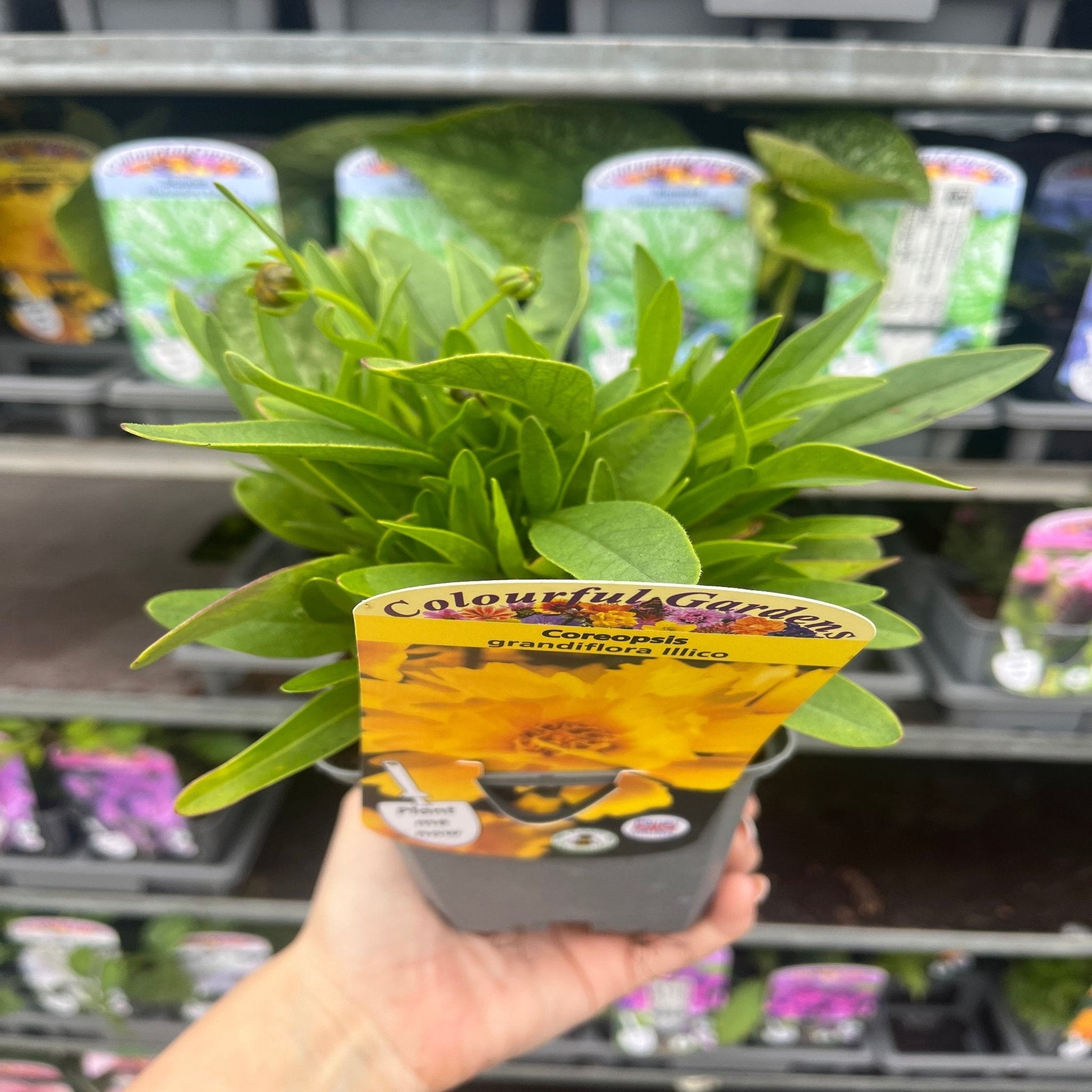 Coreopsis grandiflora 'Illico' 9cm/1.5L - plants - express.com