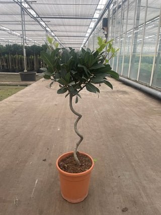 Corkscrew Bay Laurel Tree (Twisted Stem) 50 - 80cm - plants - express.com