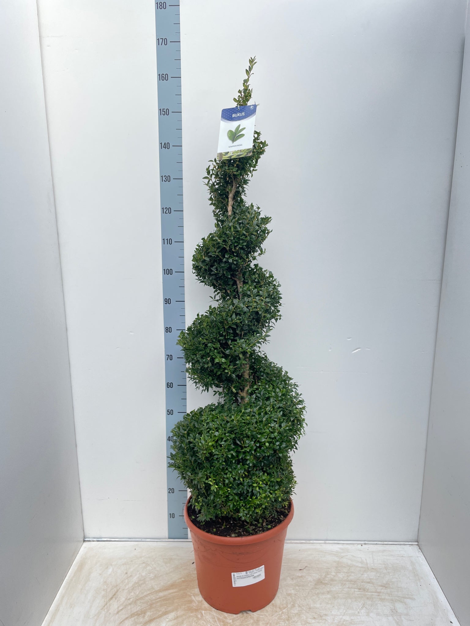 Corkscrew Boxwood Spiral Topiary - Buxus sempervirens - plants - express.com