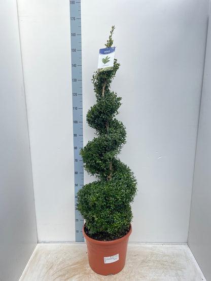 Corkscrew Boxwood Spiral Topiary - Buxus sempervirens - plants - express.com