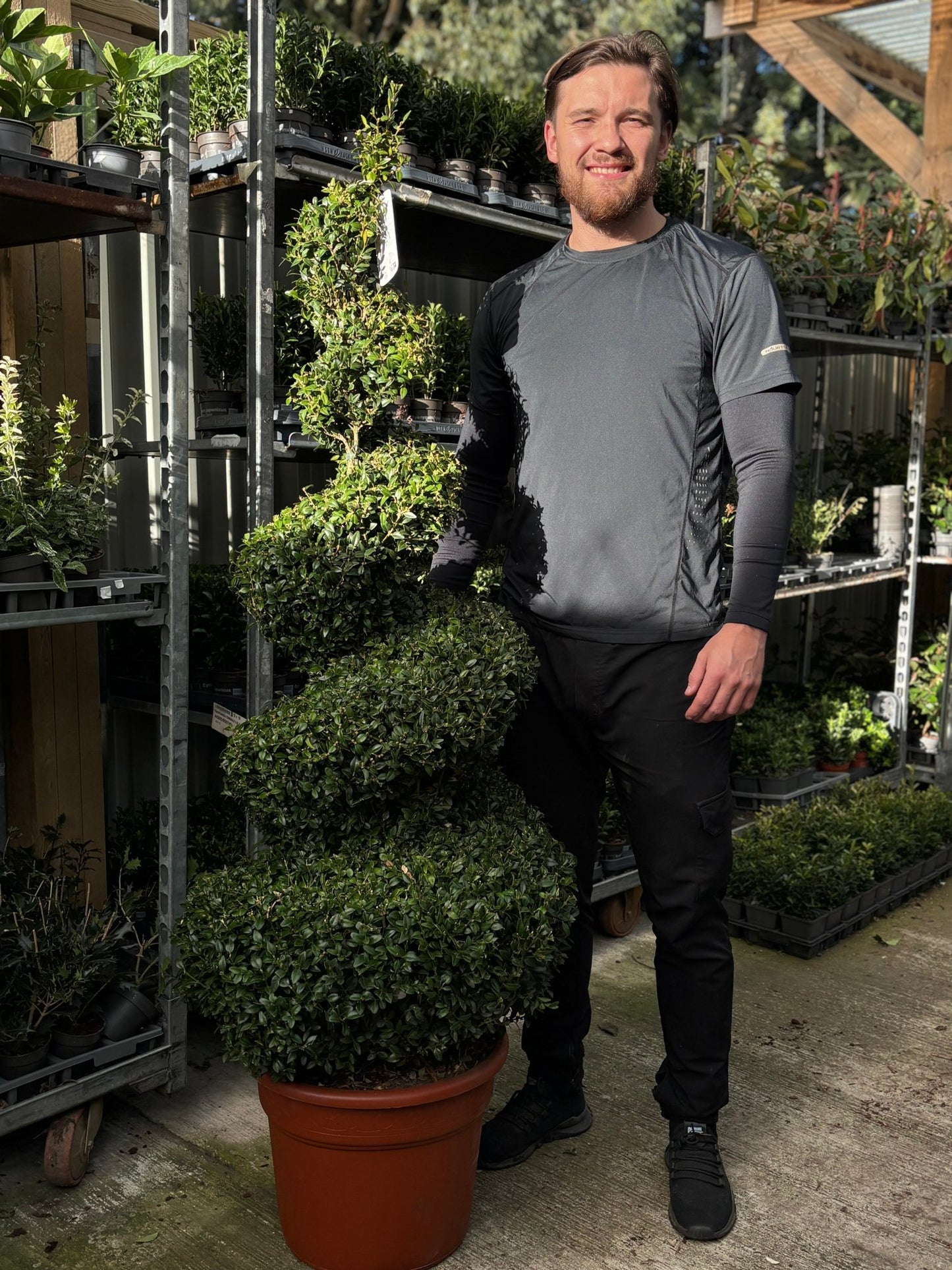 Corkscrew Boxwood Spiral Topiary - Buxus sempervirens - plants - express.com