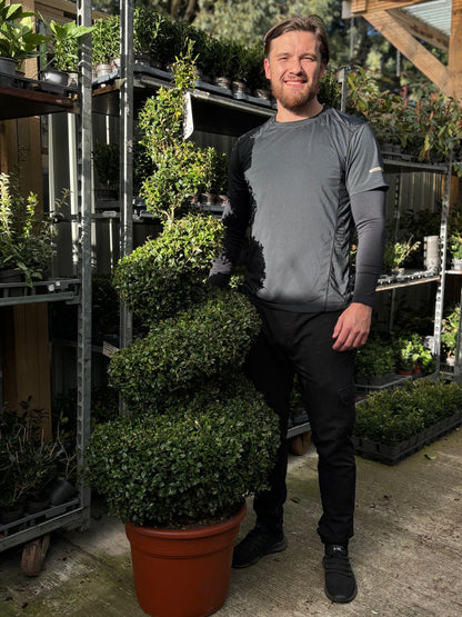 Corkscrew Boxwood Spiral Topiary - Buxus sempervirens - plants - express.com