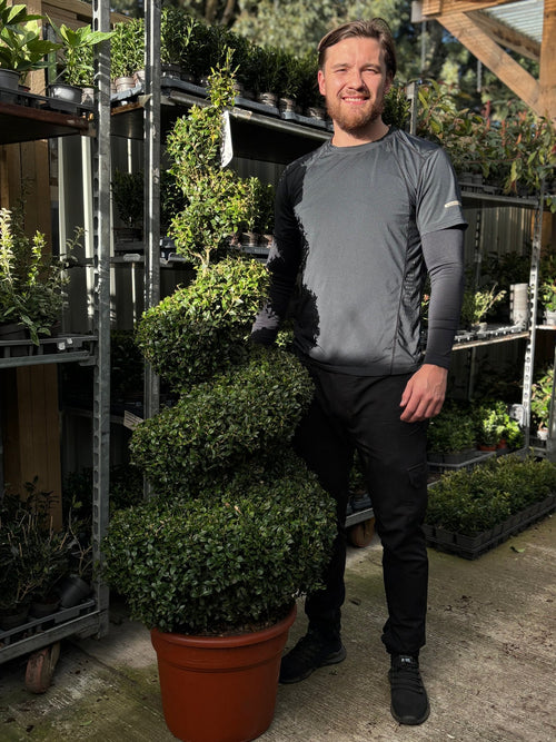 Corkscrew Boxwood Spiral Topiary - Buxus sempervirens - plants - express.com