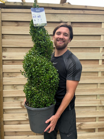Corkscrew Boxwood Spiral Topiary - Buxus sempervirens - plants - express.com