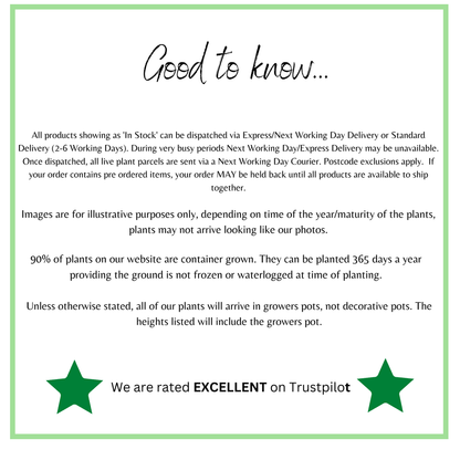 Cornus Kesselringii: Black - Stem Dogwood, 1L/2L Pot - plants - express.com