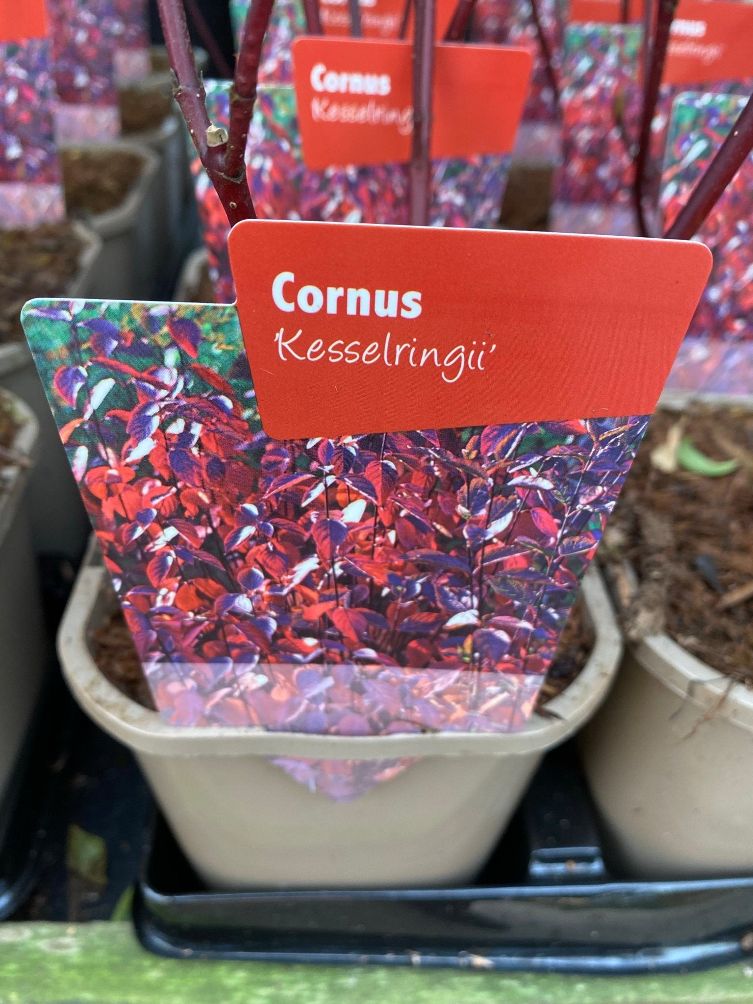 Cornus Kesselringii: Black - Stem Dogwood, 1L/2L Pot - plants - express.com