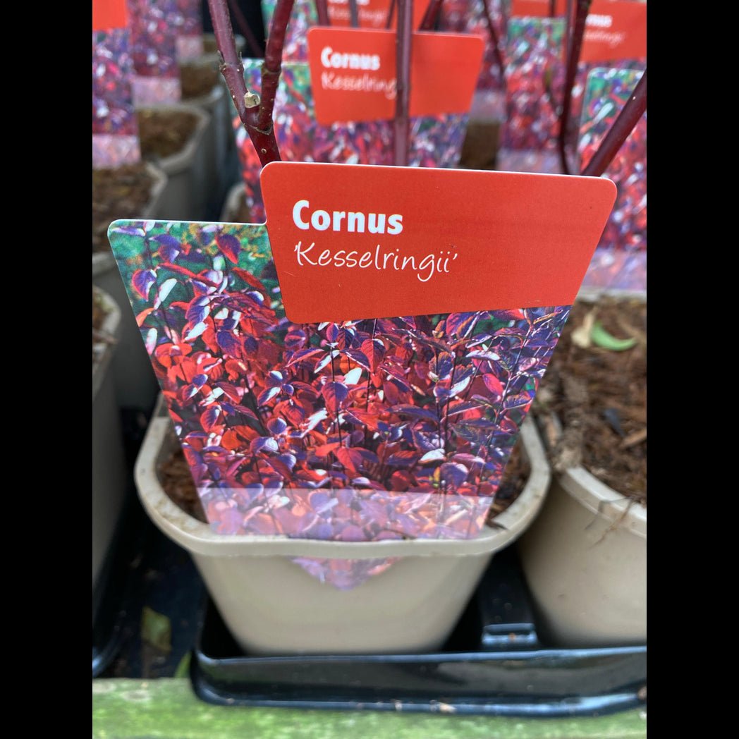Cornus Kesselringii: Black - Stem Dogwood, 1L/2L Pot - plants - express.com