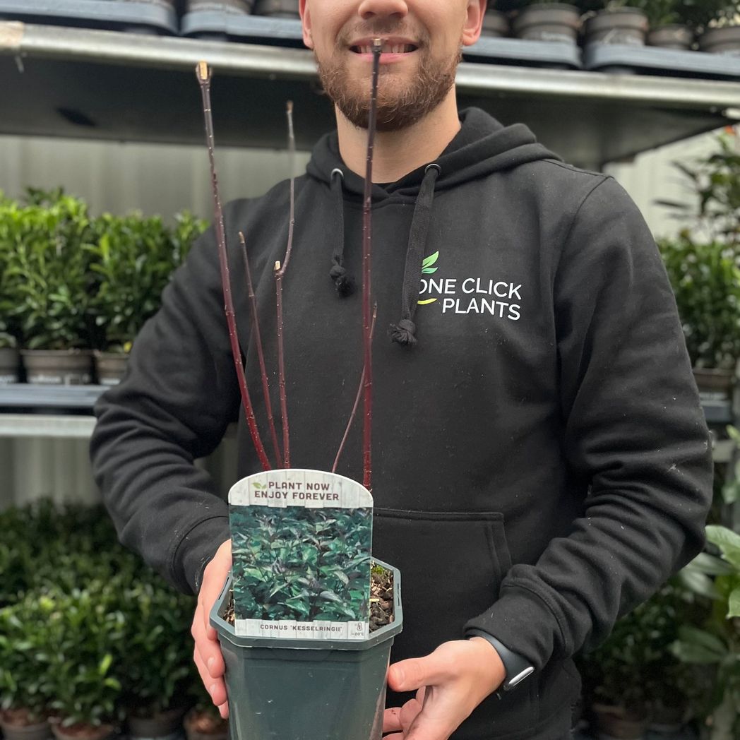 Cornus Kesselringii: Black - Stem Dogwood, 1L/2L Pot - plants - express.com