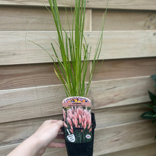 Cortaderia selloana Pink Pampas Grass 9cm/1L/2L/4L - plants - express.com