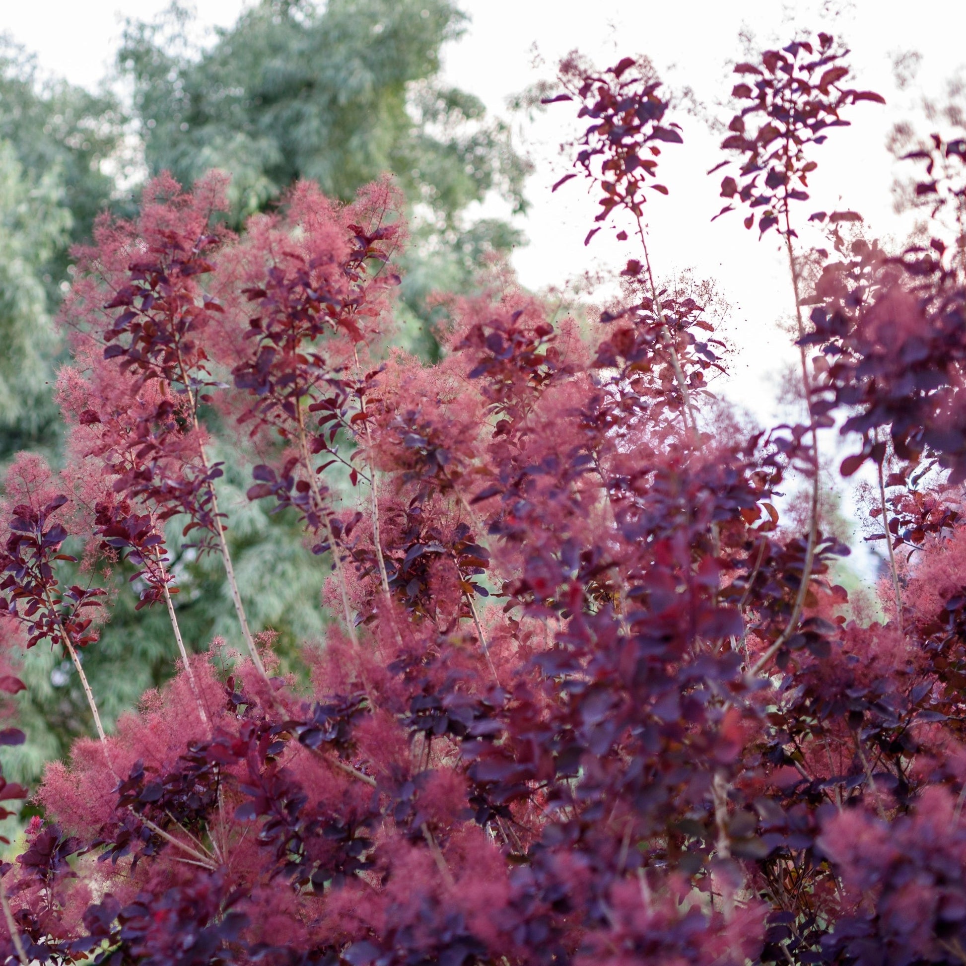 Cotinus cog. 'Royal Purple' Smoke Bush - 9cm/2L Pot, Purple Foliage - plants - express.com