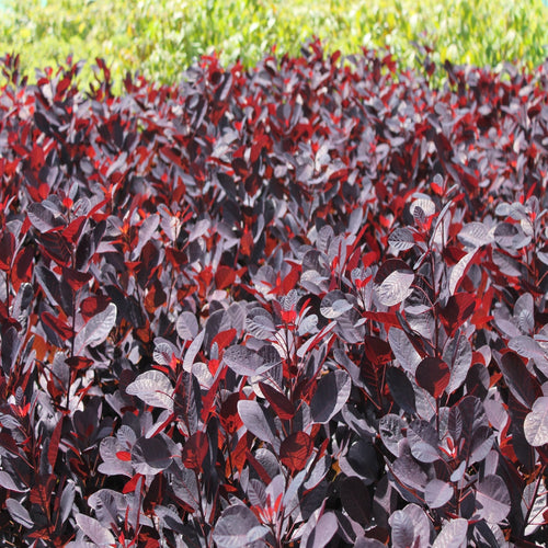 Cotinus cog. 'Royal Purple' Smoke Bush - 9cm/2L Pot, Purple Foliage - plants - express.com