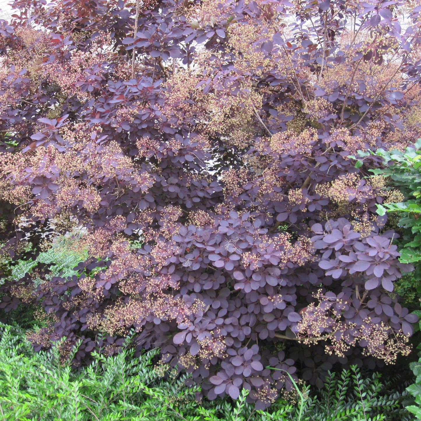 Cotinus cog. 'Royal Purple' Smoke Bush - 9cm/2L Pot, Purple Foliage - plants - express.com
