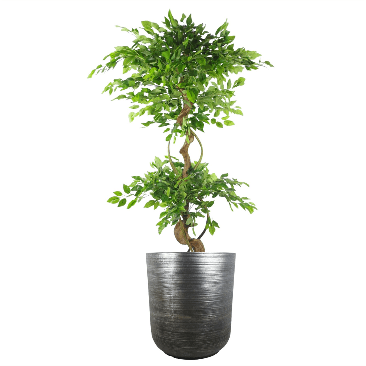 Coya Silver Ridged Extra Large Planter - 47cm x 41cm Rustic Charm - plants - express.com