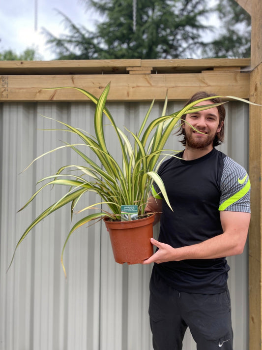 Cream Delight Phormium - Stunning 60 - 70cm Arching Leaves for Your Garden - plants - express.com