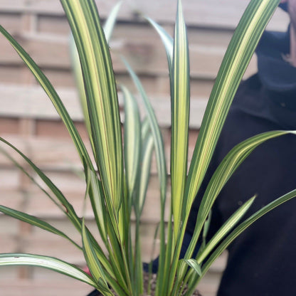Cream Delight Phormium - Stunning 60 - 70cm Arching Leaves for Your Garden - plants - express.com