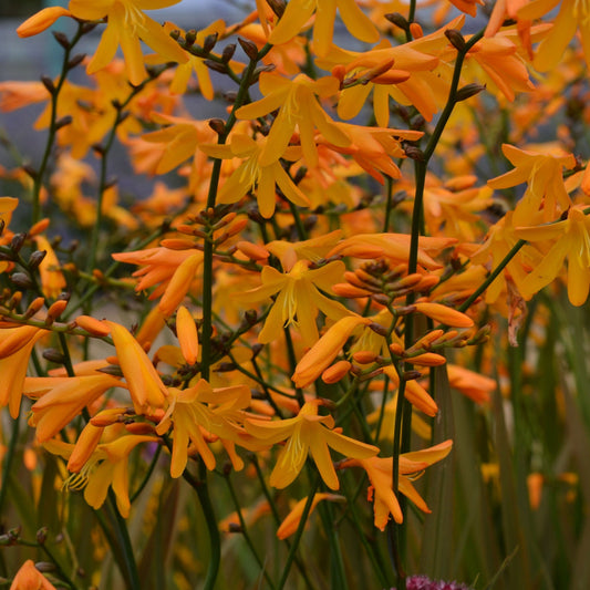 Crocosmia × crocosmiiflora 'George Davison' 9cm - plants - express.com