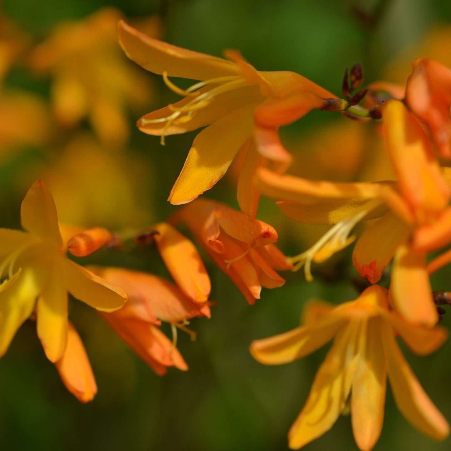 Crocosmia × crocosmiiflora 'George Davison' 9cm - plants - express.com
