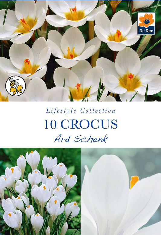 Crocus Ard Schenk (10 Bulbs) - plants - express.com