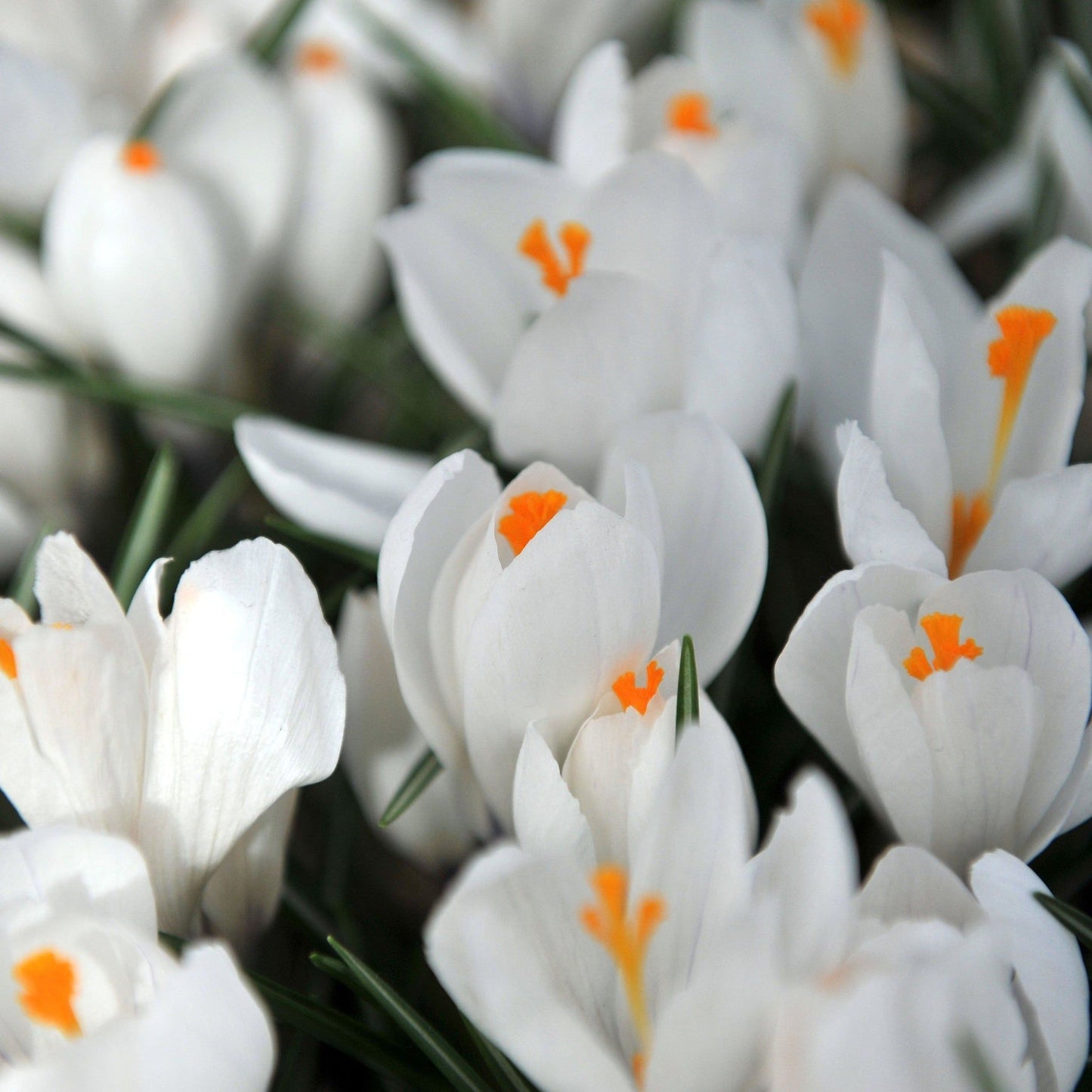 Crocus Ard Schenk (10 Bulbs) - plants - express.com