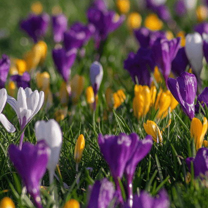 Crocus Botanical Mixed Bulbs (15/32) - Colorful Early Spring Blooms - plants - express.com